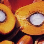 PalmFruit-150x150 Apa itu pasaran hadapan minyak sawit