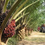 palm-oil-good-1-150x150 Apa itu pasaran hadapan minyak sawit