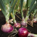 bawang-merah-150x150 Hilangkan selsema bayi