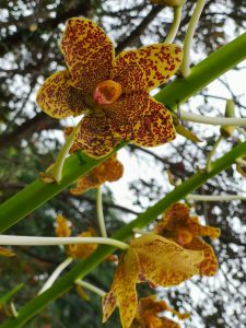 Orked Harimau – Grammatophyllum speciosum Blume