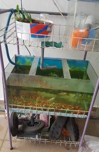 setup-aquaphonic-196x300 Jom belajar buat Aquaphonic